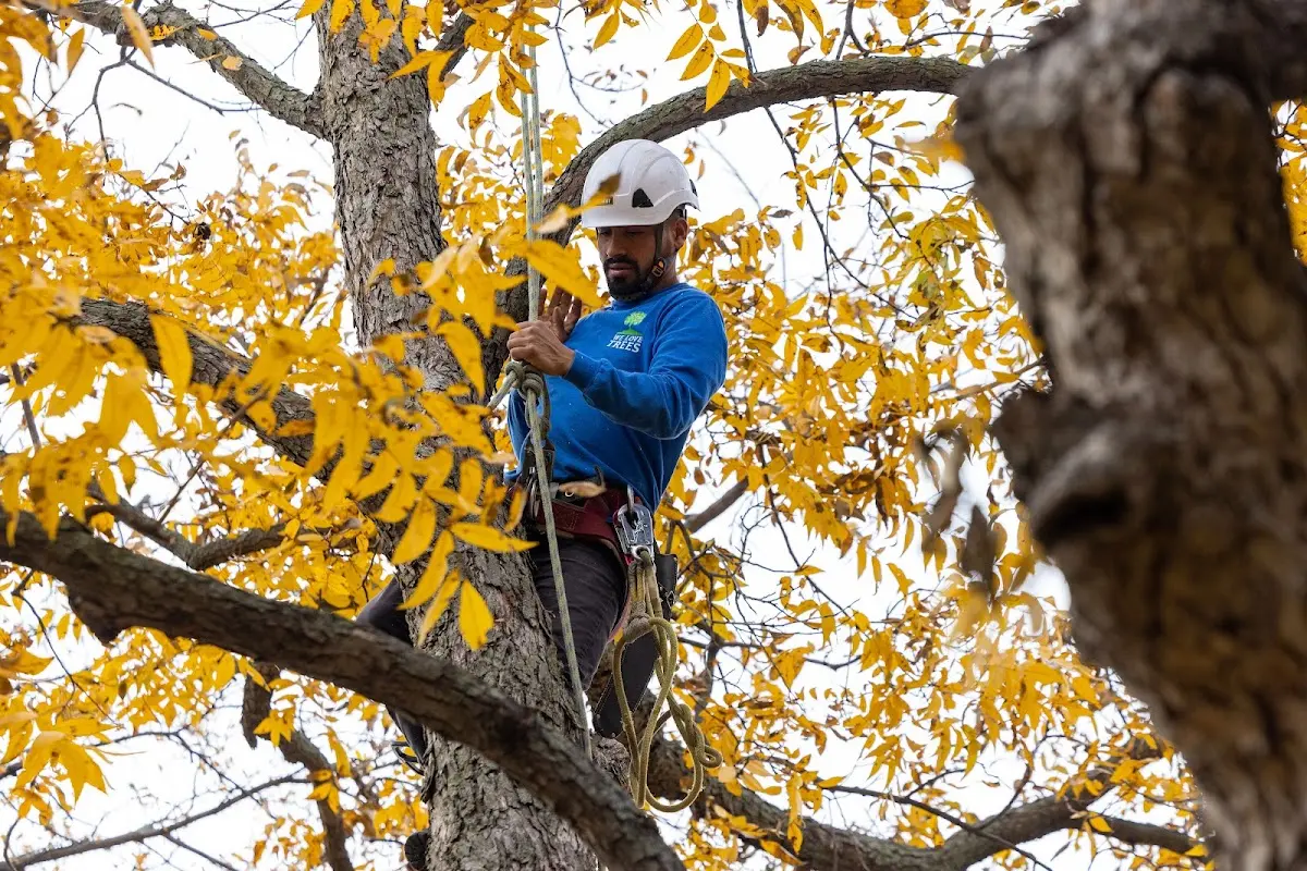 Skilled Tree Pruning crew working in Green Valley